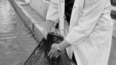 Специалисты «Новосибирского рыбзавода» ведут рыбу от икринки до взрослой особи. Фото Павла КОМАРОВА