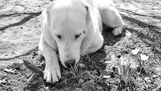 Не собака виновата, а хозяин. Фото с сайта fotki.yandex.ru