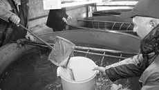 В инкубационном цехе Новосибирского рыбзавода воспроизводят редкие виды осетровых рыб. Фото Михаила ПЕРМИНА
