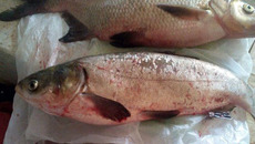 Фото с сайта Fishingsib.ru