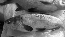 Фото с сайта Fishingsib.ru