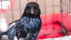 Фото специально для "Советской Сибири" предоставлены Анной Массольд