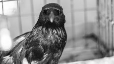 Фото специально для "Советской Сибири" предоставлены Анной Массольд