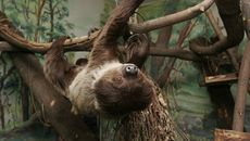 Ленивцы вне деревьев они абсолютно беспомощны. Фото Аркадия УВАРОВА