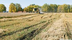 Фото Алексея ТАНЮШИНА