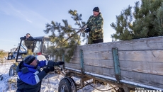 Такая тележка вмещает до 200 сосен. В морозную погоду ветки становятся хрупкими, и, чтобы не сломать их, деревья нельзя грузить штабелями, поэтому делается больше ходок. Фото: Андрей Заржецкий
