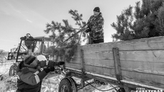 Такая тележка вмещает до 200 сосен. В морозную погоду ветки становятся хрупкими, и, чтобы не сломать их, деревья нельзя грузить штабелями, поэтому делается больше ходок. Фото: Андрей Заржецкий