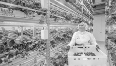 В основе инновационной технологии лежит метод малообъемной гидропоники с использованием инертных субстратов (торфа, кокосовой стружки, минеральной ваты). Он позволяет корневой системе растения поддерживать оптимальный водный режим, дышать и развиваться. Питательные вещества растениям подаются с помощью капельного полива. / Фото: @skolkovolive