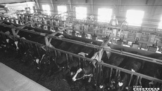 Безусловным лидером по продуктивности сегодня является племзавод «Ирмень» — в прошлом году здесь надоили более 12 тысяч килограммов молока на голову, это один из лучших результатов в стране.
Фото: архив ИД «Советская Сибирь»