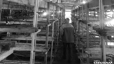 Автоматизируют процессы и в обычных теплицах, растениям это только на пользу. Фото предоставлено Сергеем Сошниным