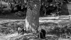 Фото: Андрей ЗАРЖЕЦКИЙ