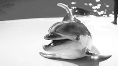 Морские животные, в том числе дельфины — главные звезды любого представления, им всегда достается максимум зрительской и тренерской любви.