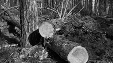 Леса в Новосибирской области не хватает, между тем выявляются факты незаконной вырубки. С браконьерами борются, но... Фото: архив ИД «Советская Сибирь»