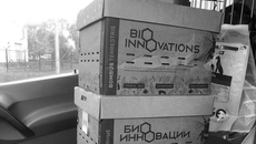 Эти шмели преодолели почти четыре тысячи километров, чтобы добраться до Санкт-Петербурга. А для новосибирских тепличных комбинатов они являются «продукцией от местного товаропроизводителя». Фото: vk.com/bioinnovations