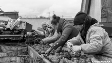 Ранее в правительстве региона уже сообщали, что потребность в овощах и картофеле открытого грунта не получается закрывать собственными силами. Решение вопроса найдено. Фото: Андрей Заржецкий
