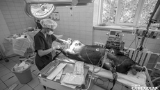 Протезы легочной артерии, которые не накапливают кальций, испытывают на подопытных мини-пигах. В кадре — подготовка к операции по установке кондуита. Фото: Андрей Заржецкий