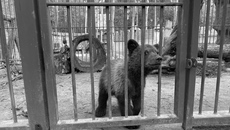 В клетке мишка жил один. Ему ставили прививки, осматривали, принимали решение, можно ли поместить малыша в естественную среду. И пришли к выводу: он не сможет перезимовать без матери, а после года жизни с людьми уже не способен адаптироваться в дикой природе. Фото: mpr.nso.ru