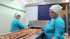 Продукцию самой первой на территории региона птицефабрики можно увидеть практически во всех торговых сетях Новосибирска. Фото: пресс-служба министерства сельского хозяйства Новосибирской области
