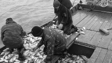 Рыбаки хозяйства «Рыболовецкий колхоз Красный Моряк» ведут промысел круглогодично. Фото: nso.ru