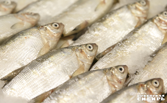 Практические механизмы производственного контроля могут быть выработаны только на практике. Своеобразной зоной испытания, по мнению экспертов, станет аквакультура. Здесь этот вид контроля уже готовится к внедрению. Фото: Андрей Заржецкий