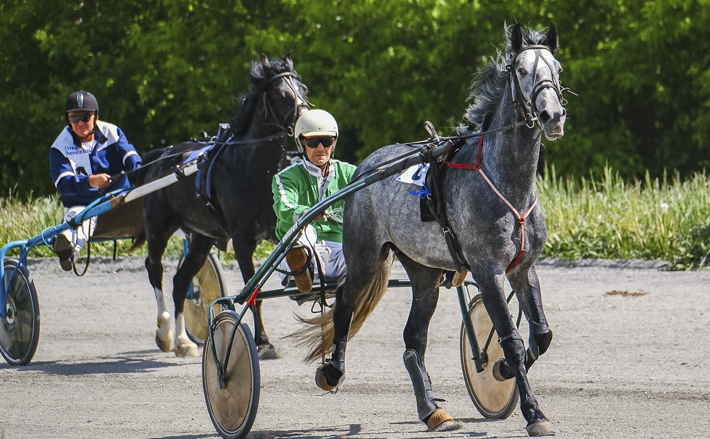 Все гонки, в которых Михаил Попов участвовал вместе с Чадом, были зрелищными. У соперников в большинстве случаев не было шансов встать на верхнюю ступень пьедестала почета. Фото предоставлено Новосибирским ипподромом