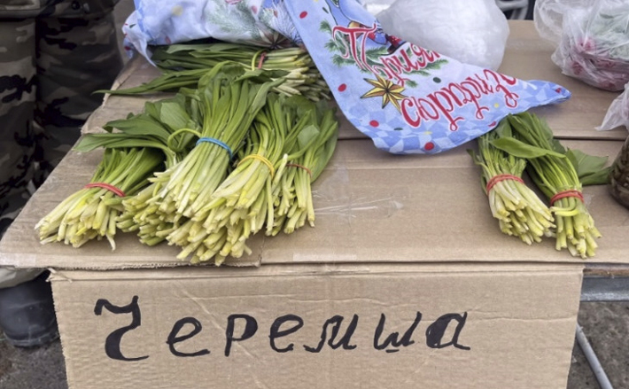 В некоторых регионах России черемша внесена в Красную книгу. Фото: архив ИД «Советская Сибирь»