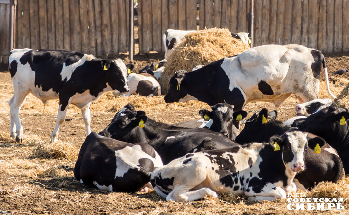 Фото: архив ИД «Советская Сибирь»