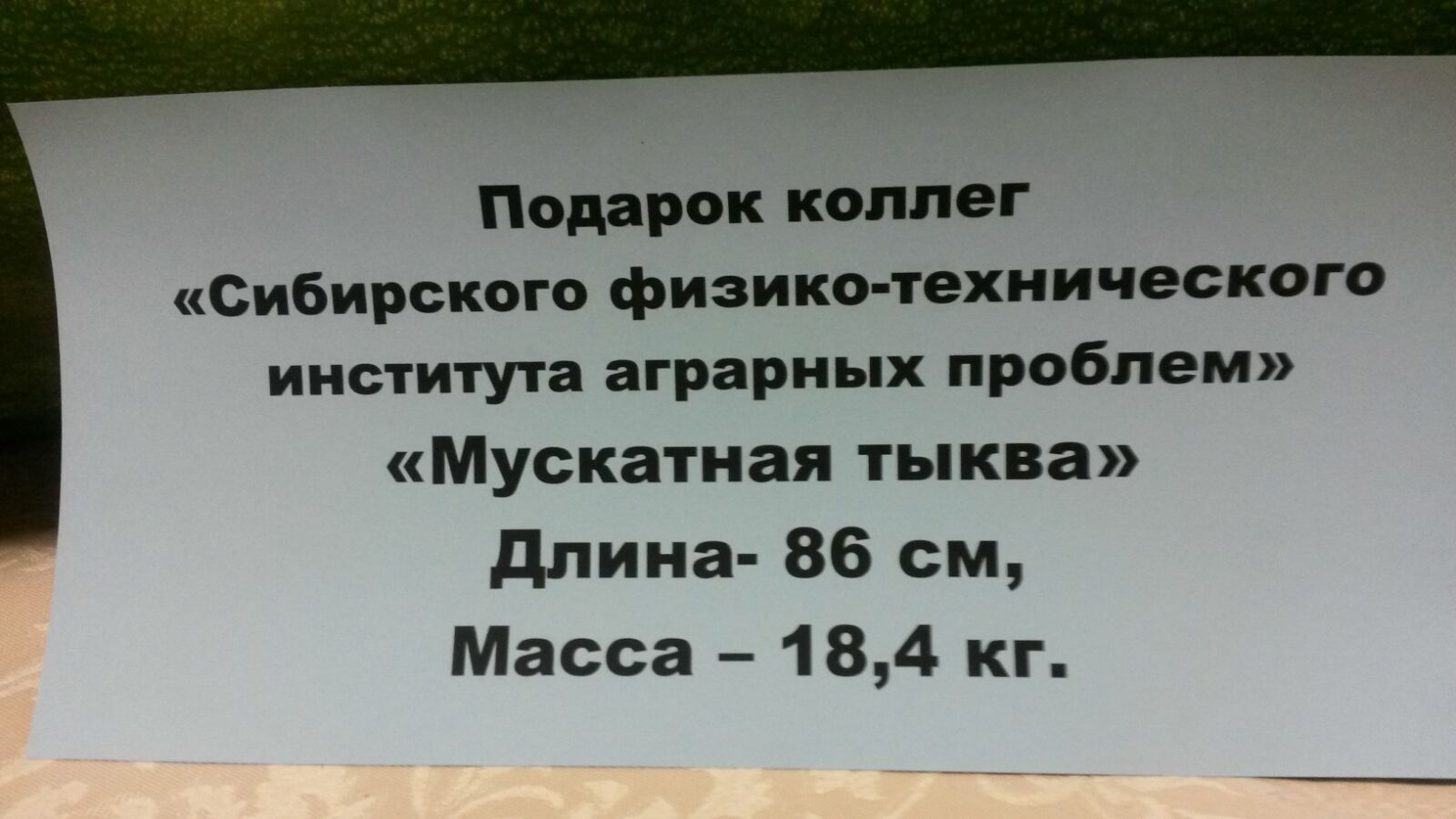 тыква2.jpg