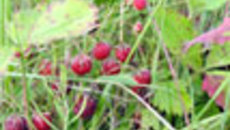 028-48.jpg