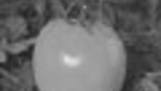 033-38.jpg