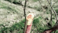 046-45.jpg
