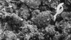 051-55.jpg