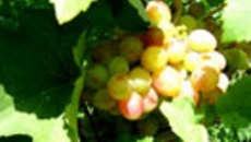061-43.jpg