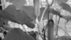 065-01.jpg