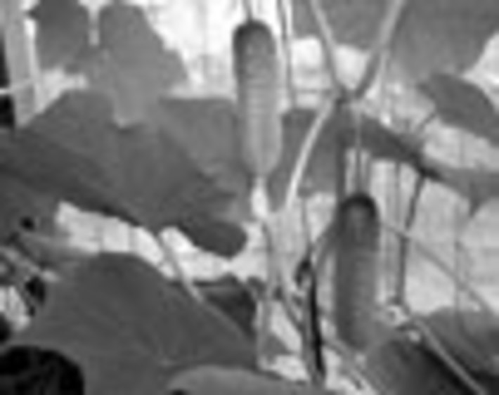 065-01.jpg