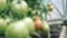 207-41.jpg