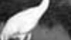 217-16.jpg
