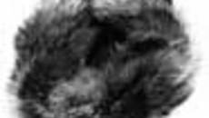 241-40.jpg