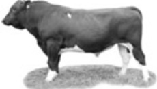 254-31.jpg