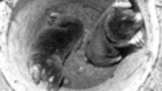 119-55.jpg
