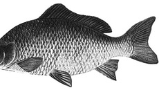 Термическая обработка, крепкий посол — залог безопасности.