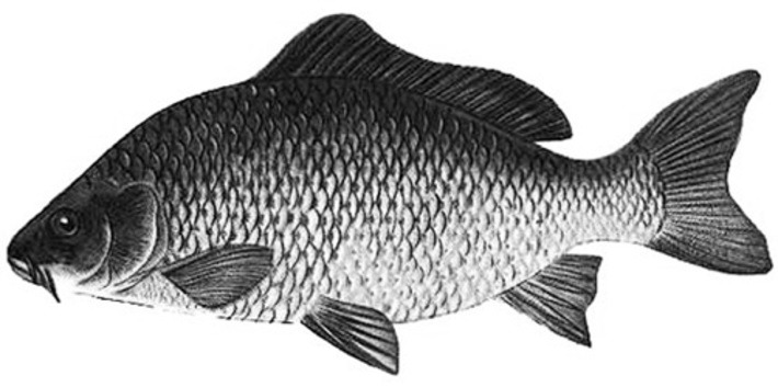 Термическая обработка, крепкий посол — залог безопасности.