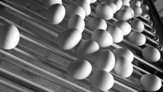 Птицеводческая продукция остается наиболее популярной в рационе сибиряков.
