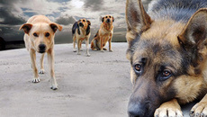 Коллаж Надежды АРИСТОВОЙ.