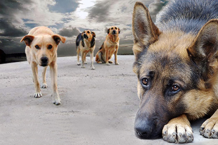 Коллаж Надежды АРИСТОВОЙ.