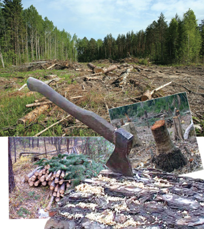 Незаконные вырубки наносят непоправимый вред лесам Новосибирской области.