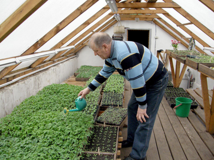 И  рассада, и луковый «газон» требуют от хозяина постоянного присмотра.