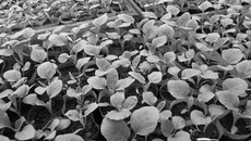 Даже такая капризная культура, как баклажан, у Чулковых удается на славу.