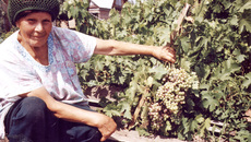 Раиса Александровна Яковлева сегодня в своем любимом винограднике...