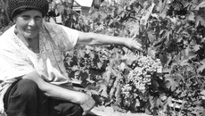 Раиса Александровна Яковлева сегодня в своем любимом винограднике...